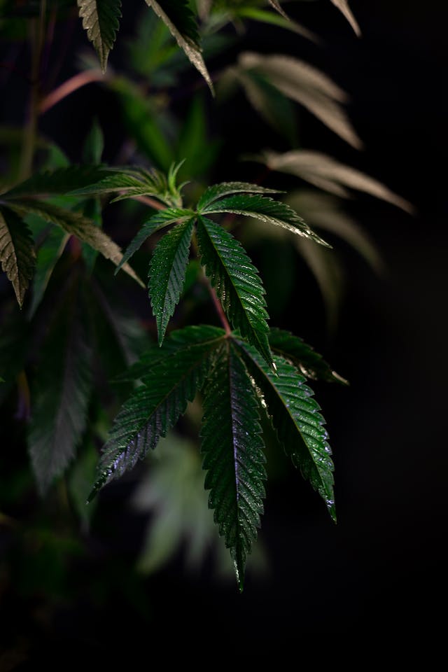 Cannabis et le Système Endocannabinoïde : Un Regard Approfondi